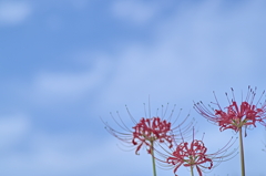 彼岸花