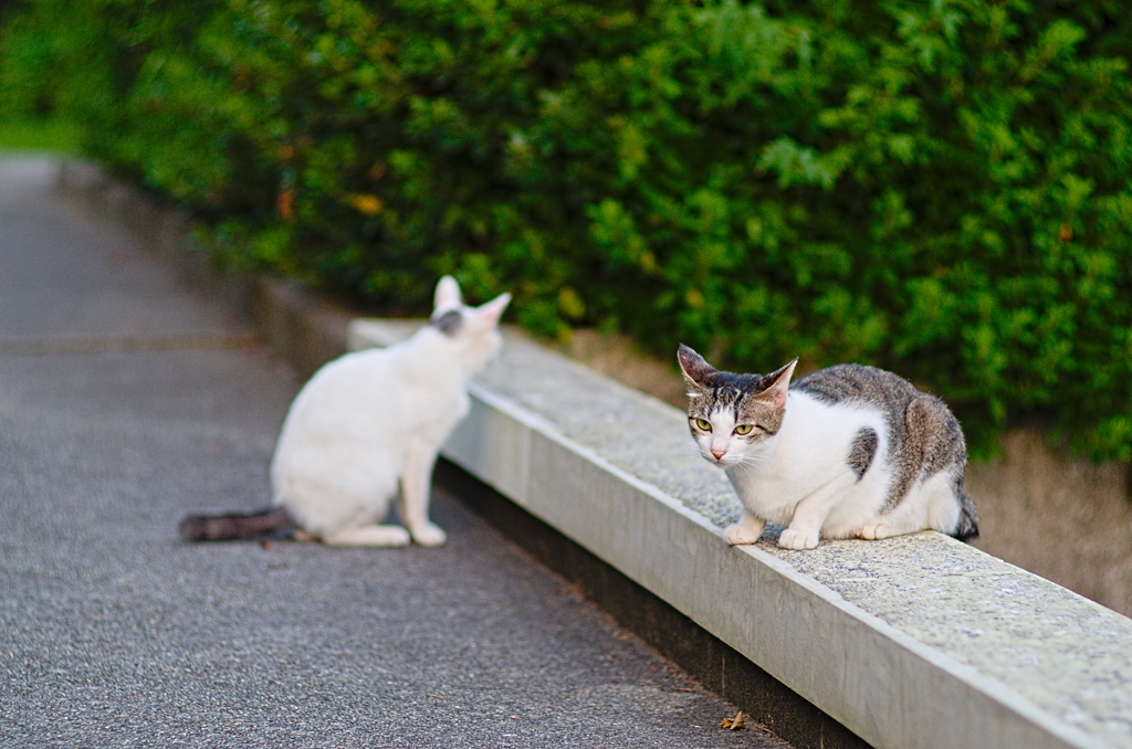 吾輩は猫である、ニャー # 864