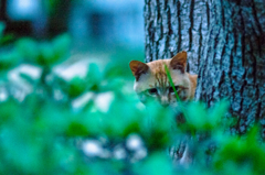 吾輩は猫である、ニャー # 44