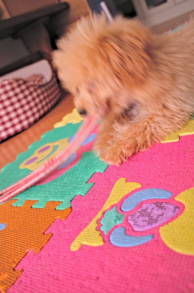 my pretty dog Ⅱ # 13