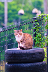 吾輩は猫である、ニャー # 340