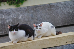 吾輩は猫である、ニャー # 738