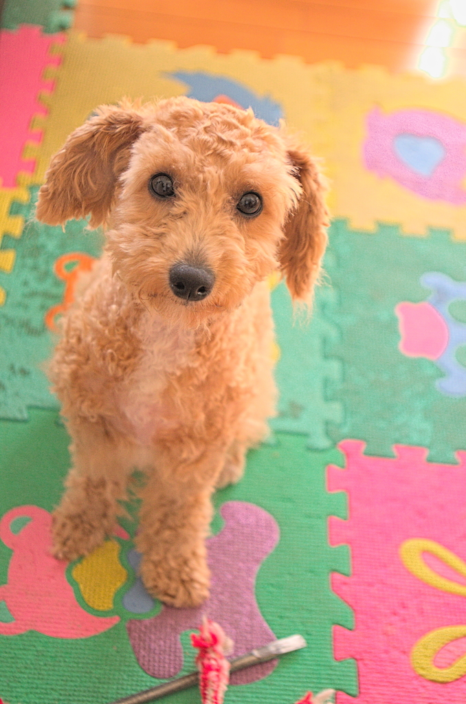my pretty dog Ⅱ # 165