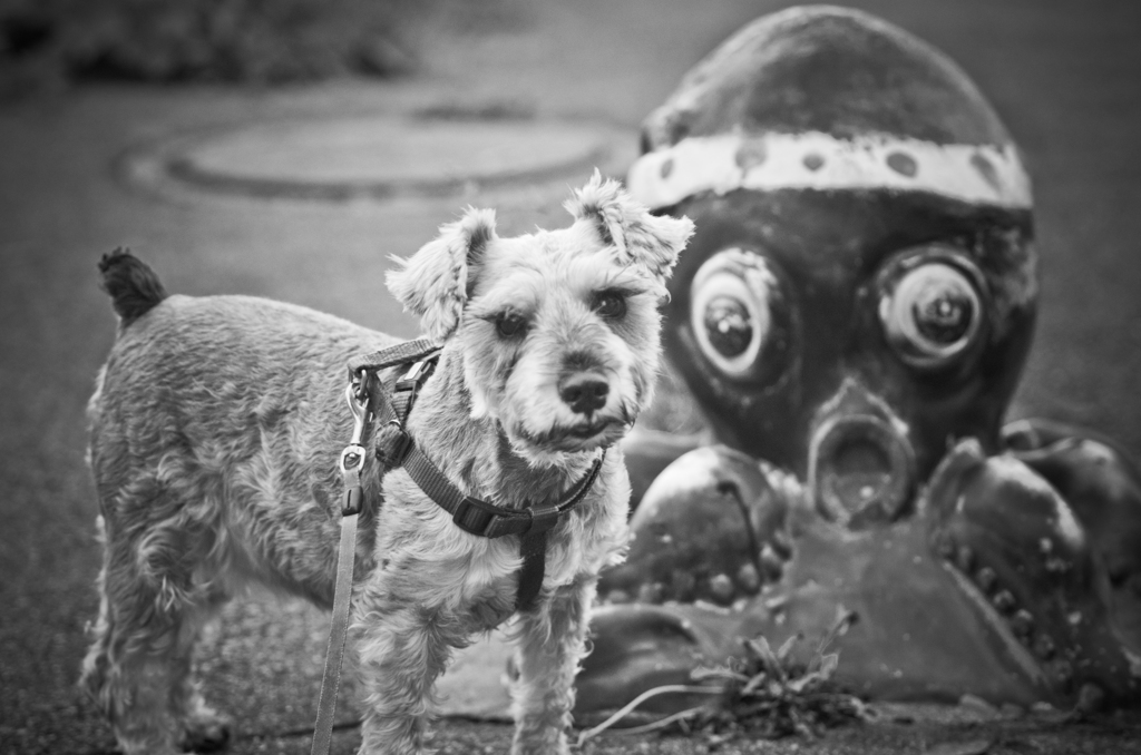 my pretty dog # 44