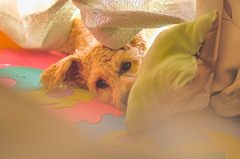my pretty dog Ⅱ # 188