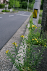 道端に咲く花