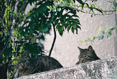 吾輩は猫である、ニャー # 912