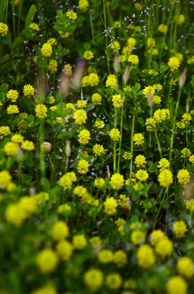 コメツブツメグサ