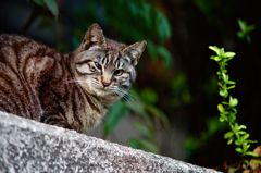 吾輩は猫である、ニャー # 84