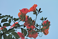 ノウゼンカズラ