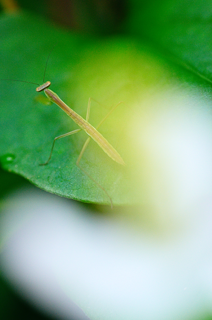カマキリ