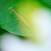 カマキリ