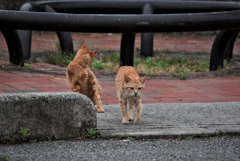 吾輩は猫である、ニャー # 1028