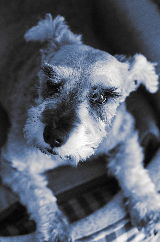 my pretty dog # 15