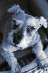 my pretty dog # 15