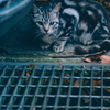 吾輩は猫である、ニャー # 1094