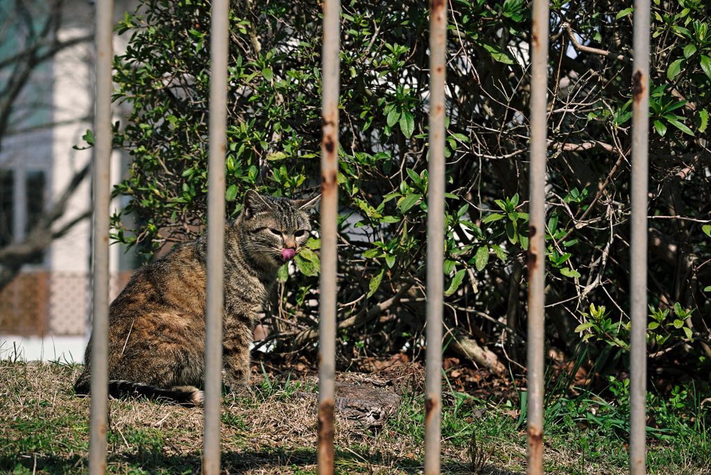 吾輩は猫である、ニャー # 900