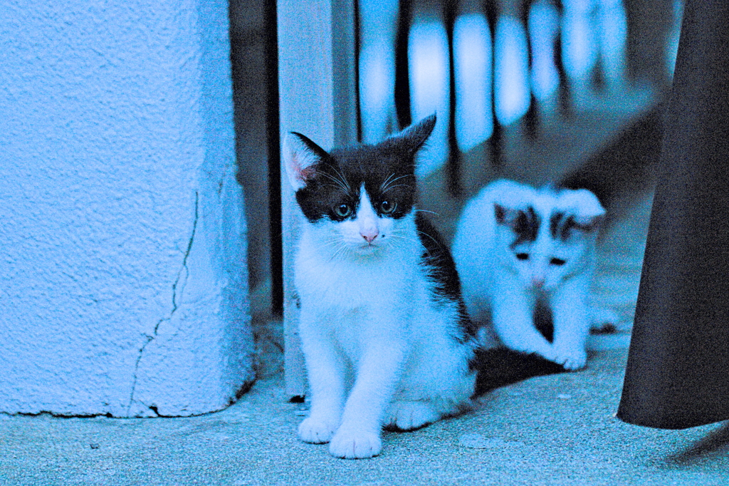 吾輩は猫である、ニャー # 582