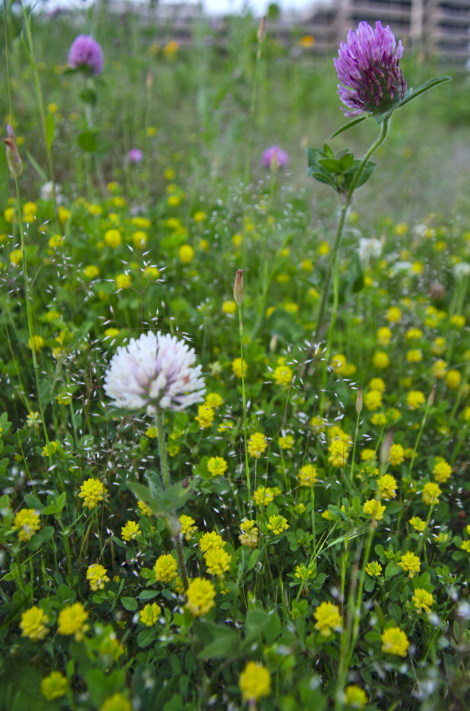 コメツブツメグサ