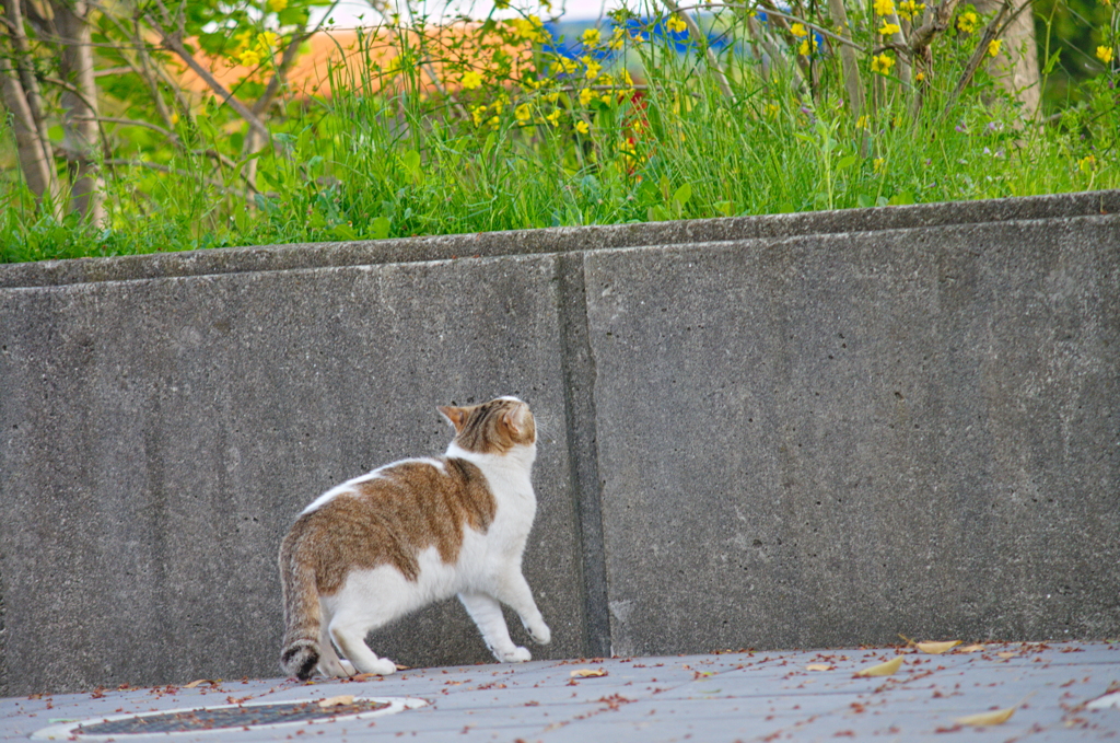 吾輩は猫である、ニャー # 720