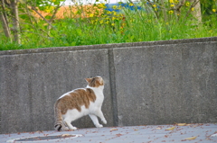 吾輩は猫である、ニャー # 720