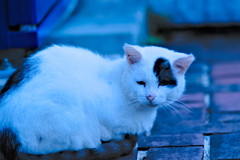 吾輩は猫である、ニャー # 658