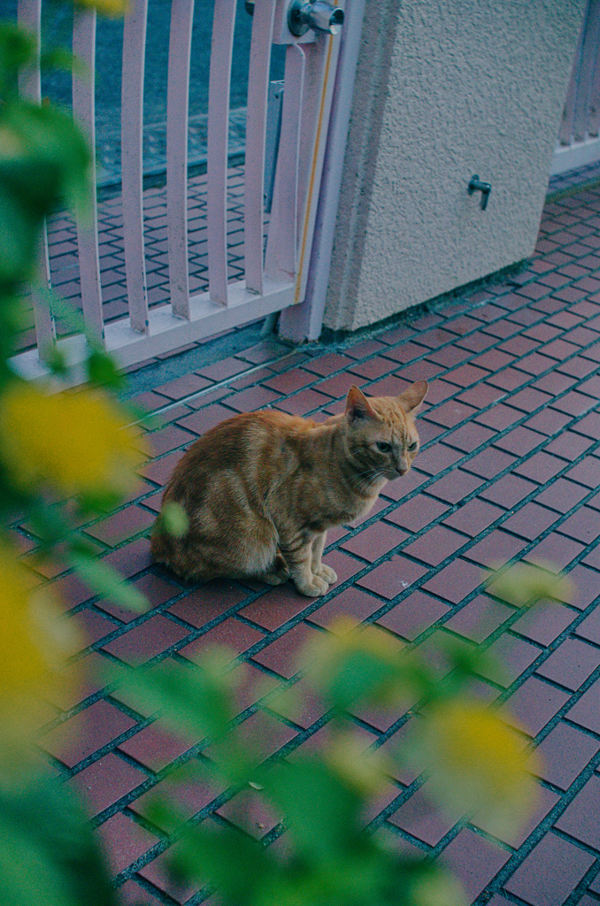 吾輩は猫である、ニャー # 1193