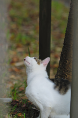 吾輩は猫である、ニャー # 443