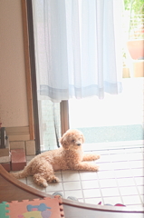 my pretty dog Ⅱ # 125