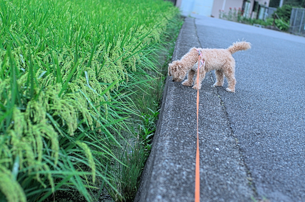 my pretty dog Ⅱ # 153