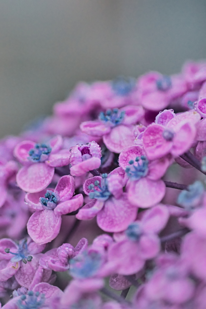 紫陽花