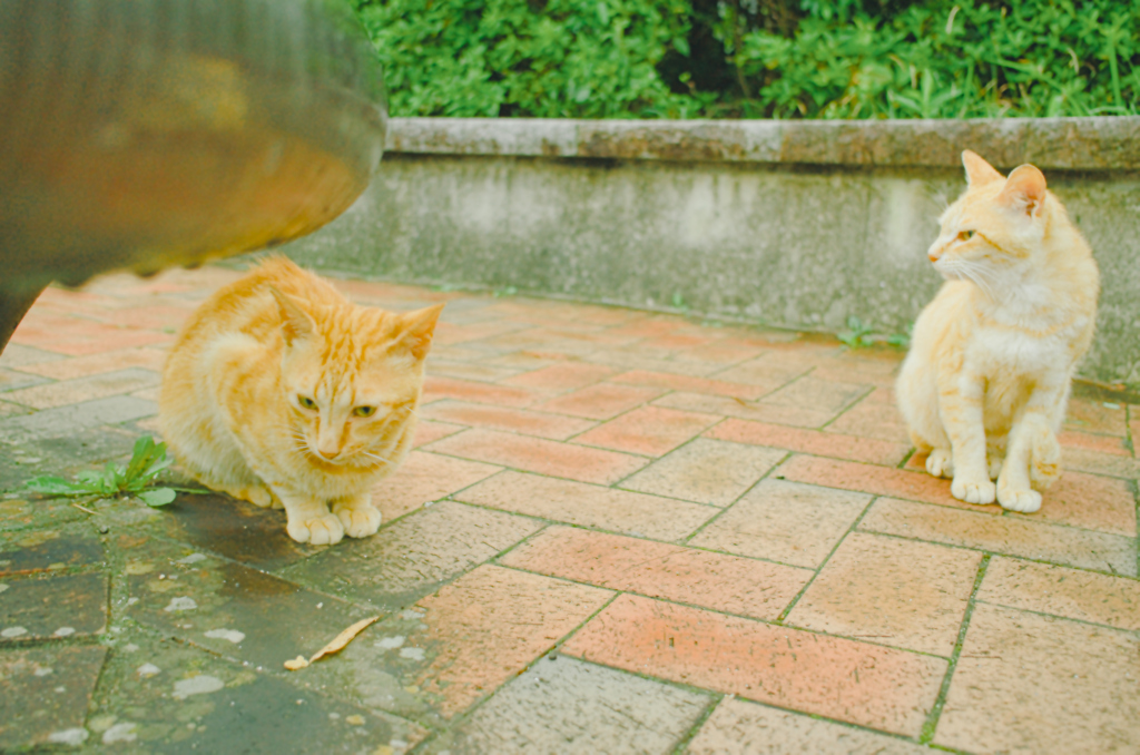 吾輩は猫である、ニャー # 1125