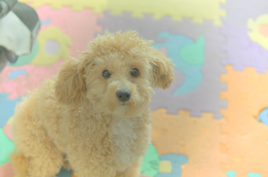 my pretty dog Ⅱ # 119