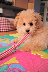 my pretty dog Ⅱ # 10