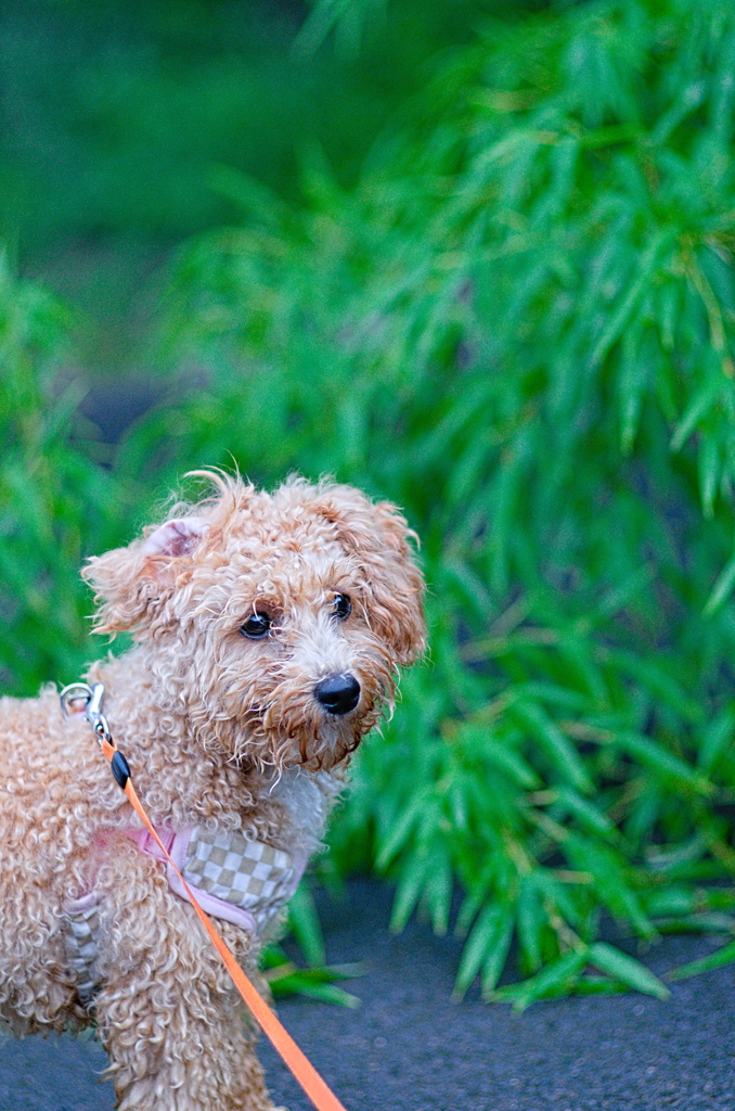 my pretty dog Ⅱ # 152