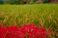 曼珠沙華