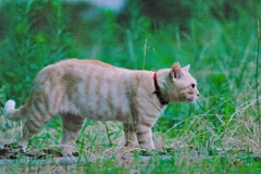 吾輩は猫である、ニャー # 524