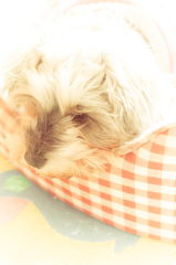 my pretty dog # 131