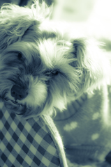 my pretty dog # 147