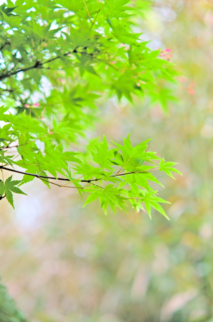 緑もみじ