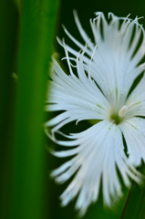 カワラナデシコ