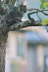 吾輩は猫である、ニャー  # 556