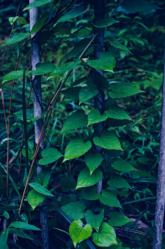 leaf #13