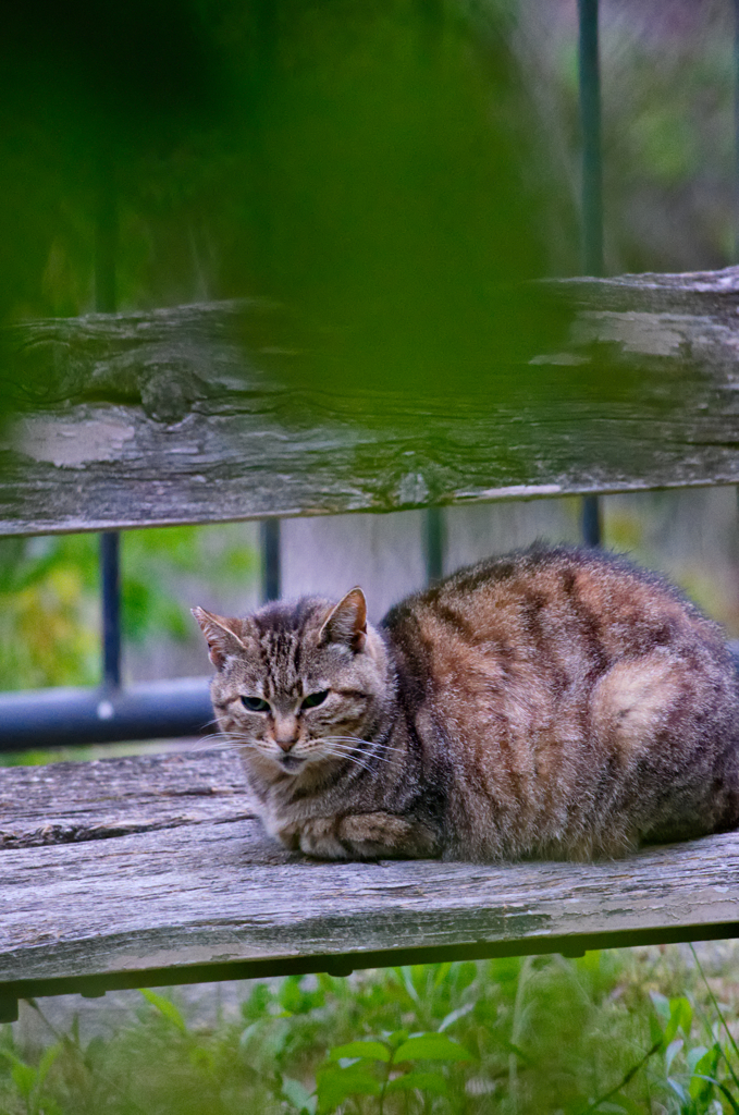 吾輩は猫である、ニャー # 141