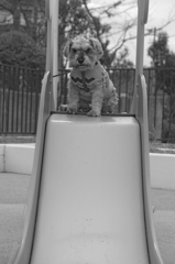 my pretty dog # 168