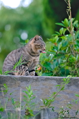 吾輩は猫である、ニャー # 550