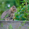吾輩は猫である、ニャー # 550