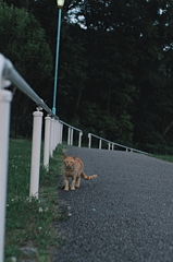 吾輩は猫である、ニャー # 1069