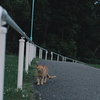 吾輩は猫である、ニャー # 1069