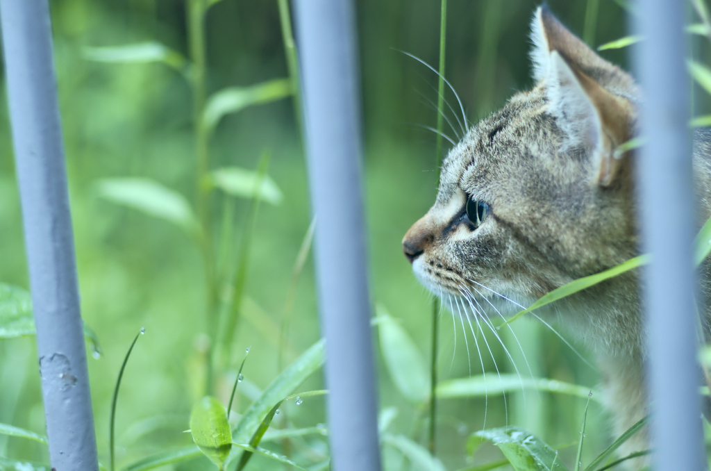 吾輩は猫である、ニャー # 241